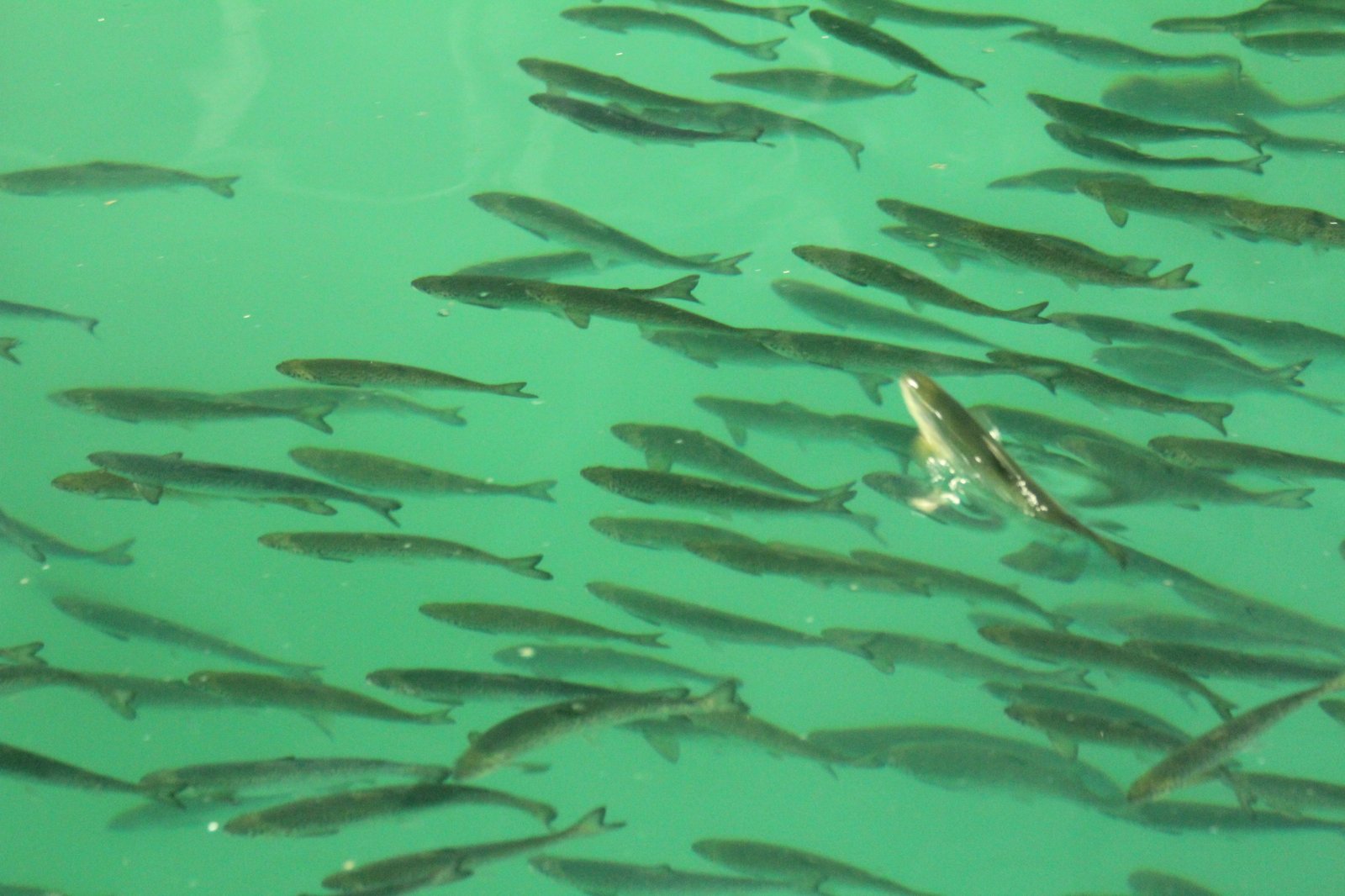 Salmon in the Hausvik mRAS module