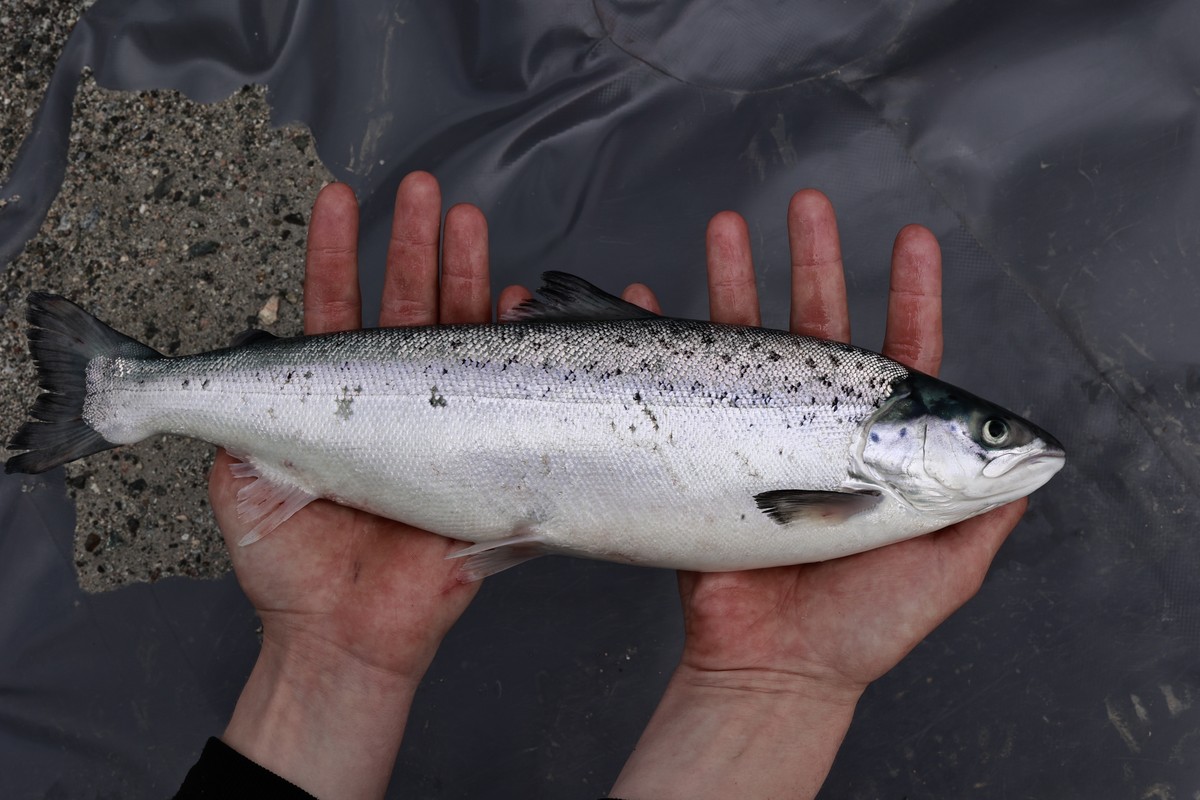 Post-smolt salmon from the Hausvik mRAS facility