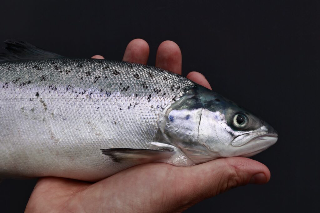 First Post-Smolt Delivered from Our Full-Scale mRAS Facility at Hausvik!